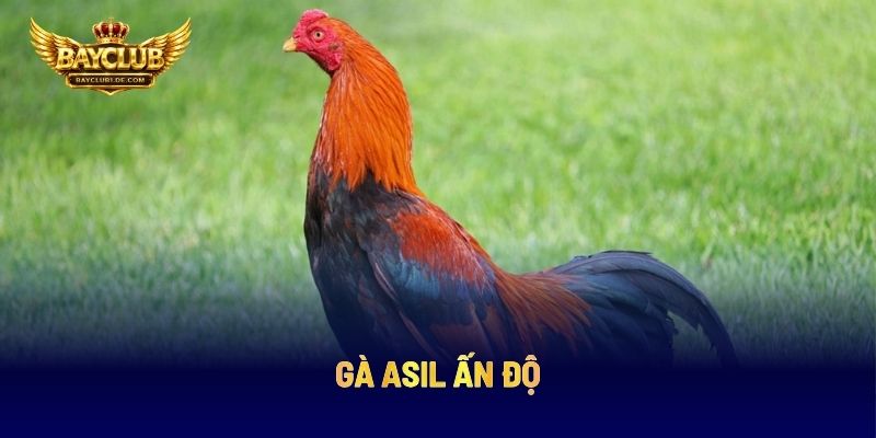 Gà Asil Ấn Độ