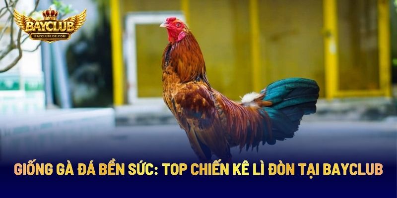 Giống Gà Đá Bền Sức: Top Chiến Kê Lì Đòn Tại BAYCLUB