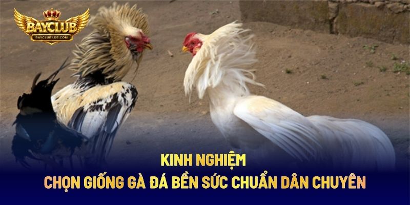 Kinh Nghiệm Chọn Giống Gà Đá Bền Sức Chuẩn Dân Chuyên