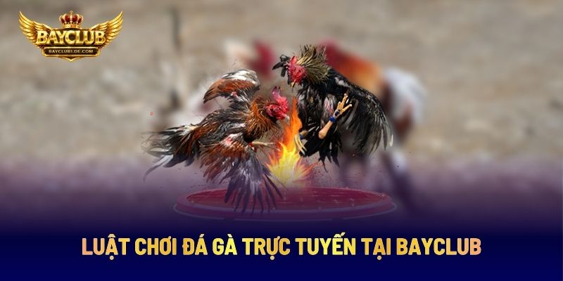 Luật Chơi Đá Gà Trực Tuyến Tại BAYCLUB