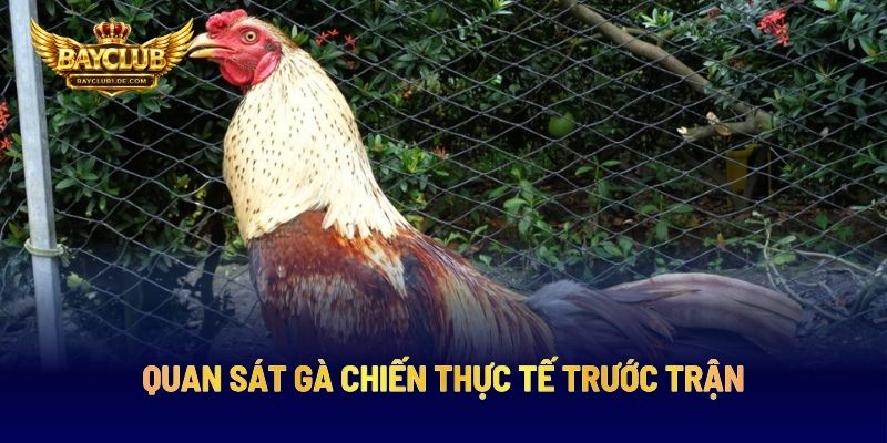 Quan Sát Gà Chiến Thực Tế Trước Trận